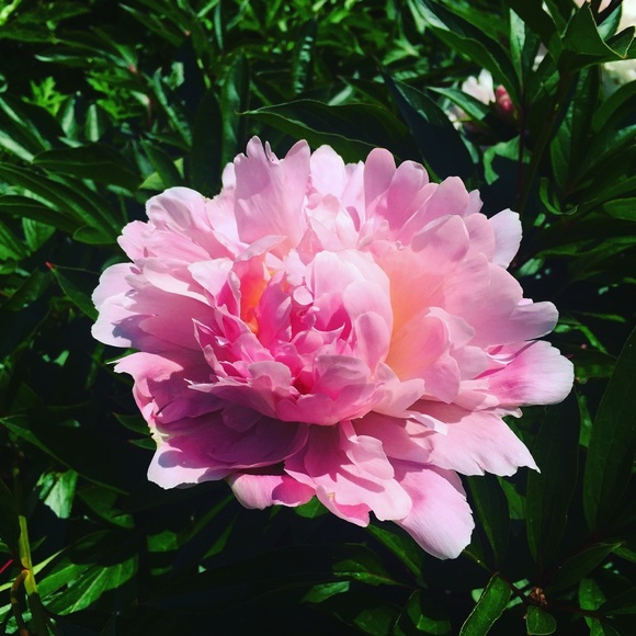 Meet your Posher, Frances - Picture 1 of 1